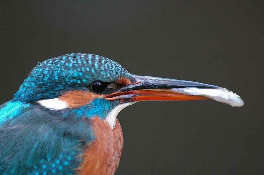 Martin-pêcheur d'Europe