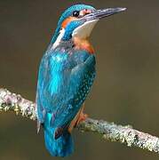 Common Kingfisher