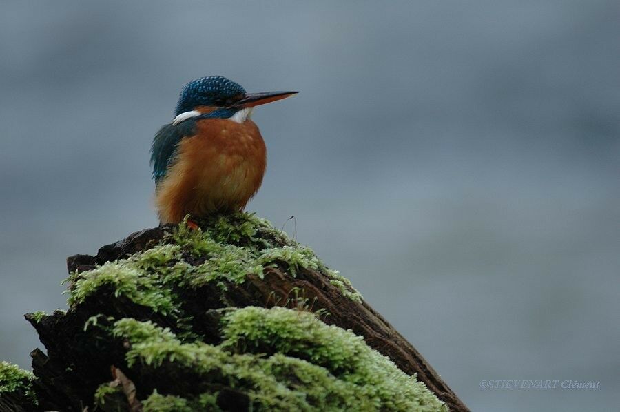 Martin-pêcheur d'Europe femelle