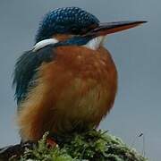 Common Kingfisher