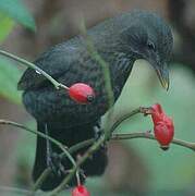 Common Blackbird