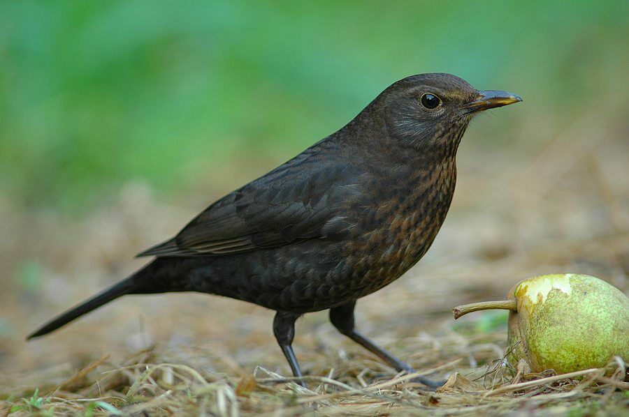 Common Blackbird