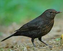 Common Blackbird