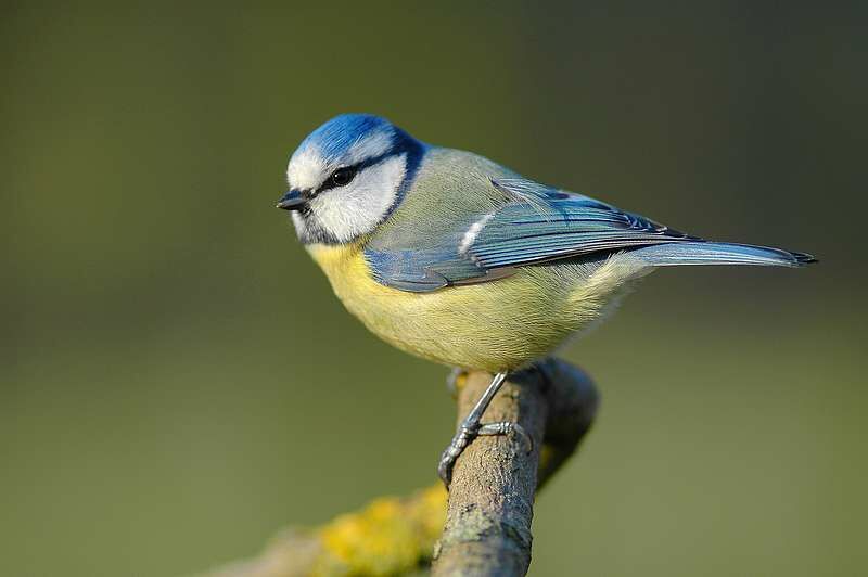 Mésange bleue