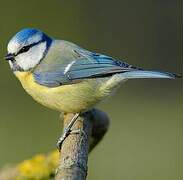 Eurasian Blue Tit