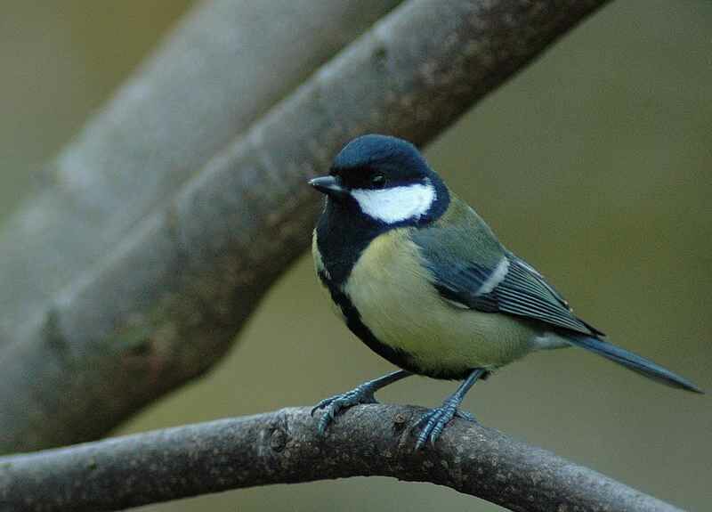 Mésange charbonnière