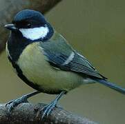 Great Tit