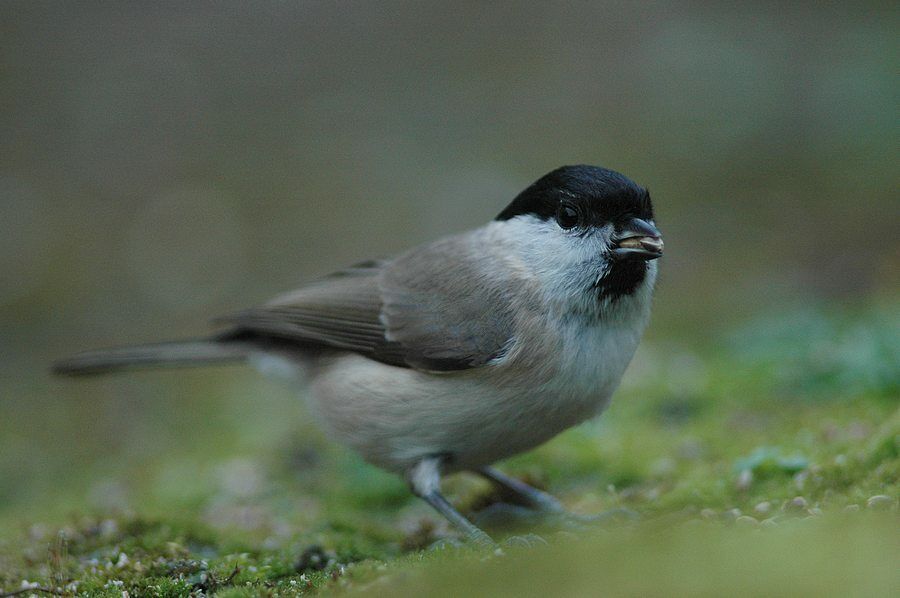 Mésange nonnette