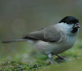 Mésange nonnette