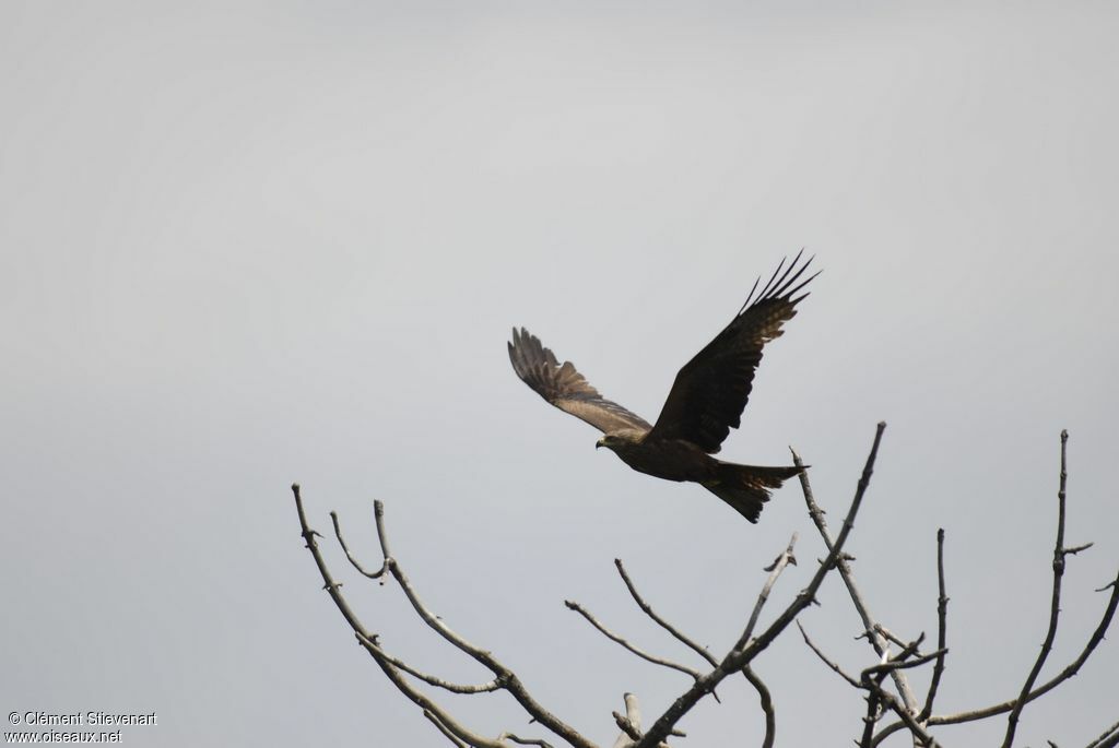 Black Kite, Flight