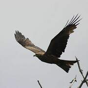 Black Kite