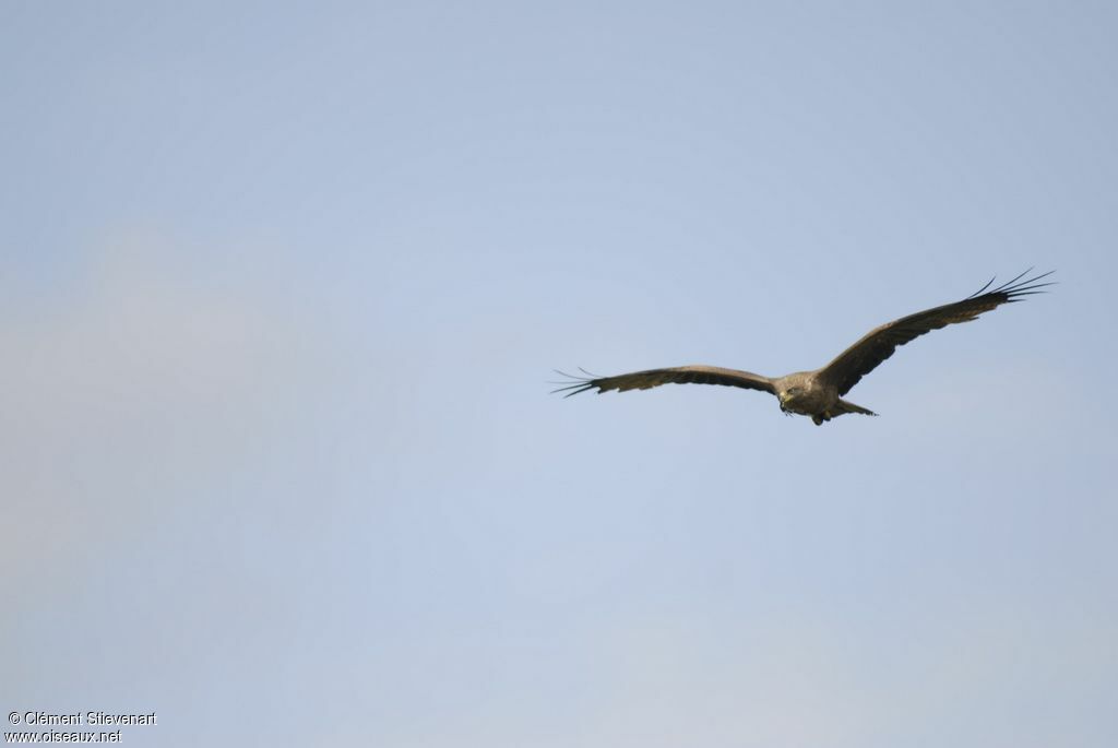 Black Kite