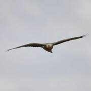 Black Kite