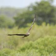 Black Kite