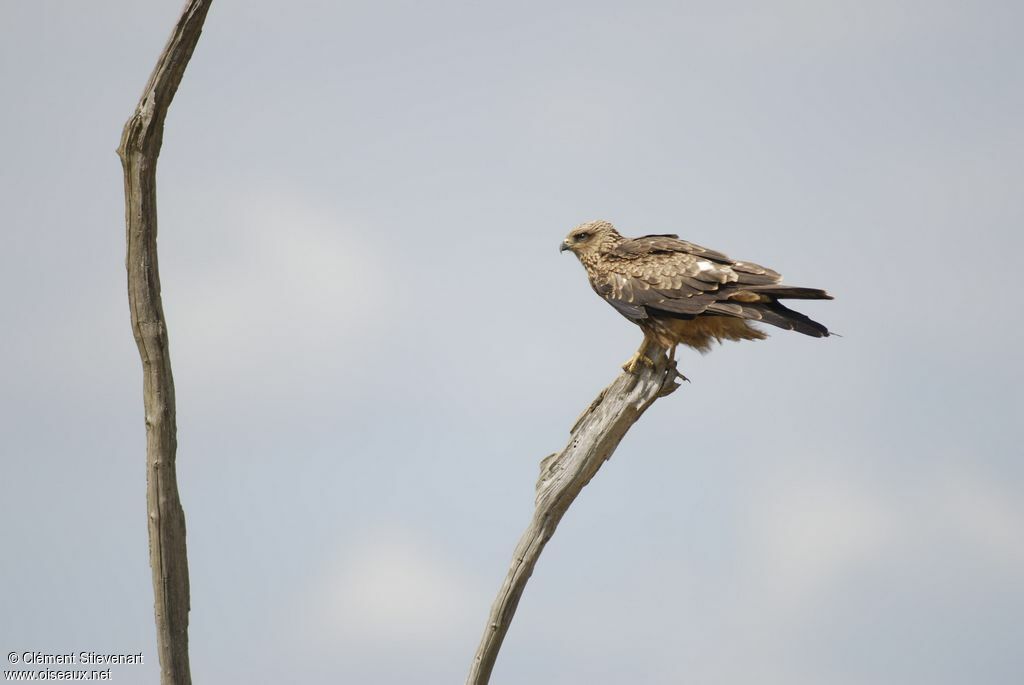 Black Kiteimmature