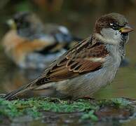 House Sparrow