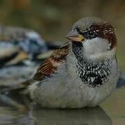 House Sparrow