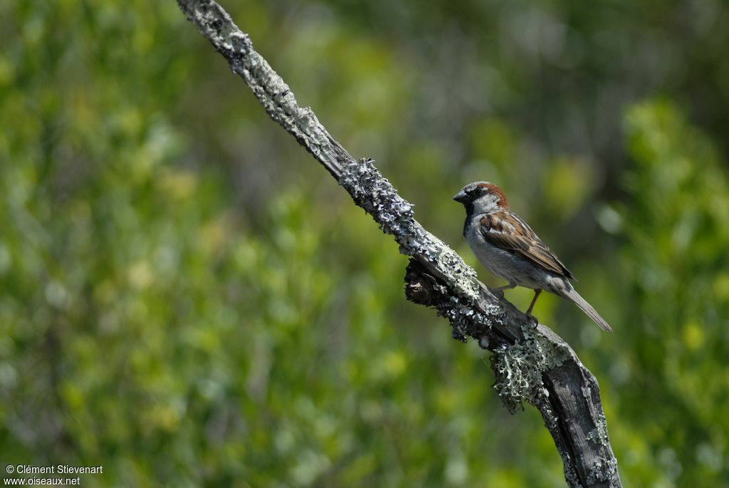 Moineau domestique