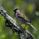 Moineau domestique