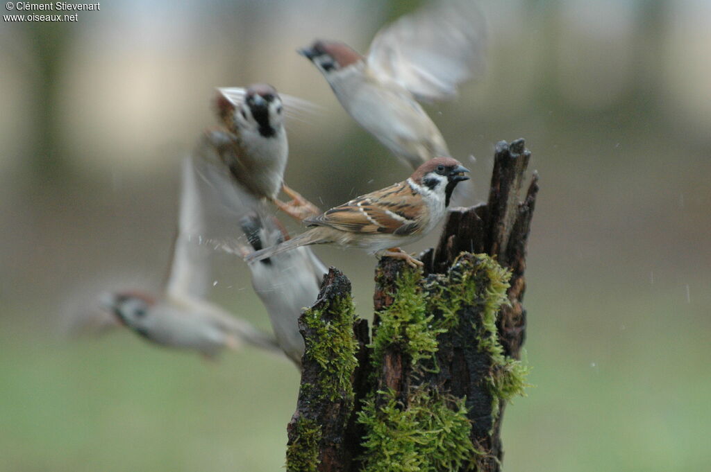 Eurasian Tree Sparrow