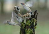 Moineau friquet