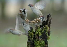 Eurasian Tree Sparrow