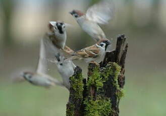 Moineau friquet