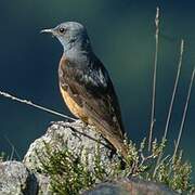 Common Rock Thrush