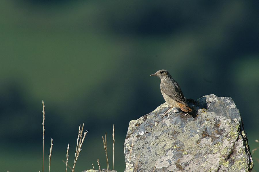 Common Rock Thrush