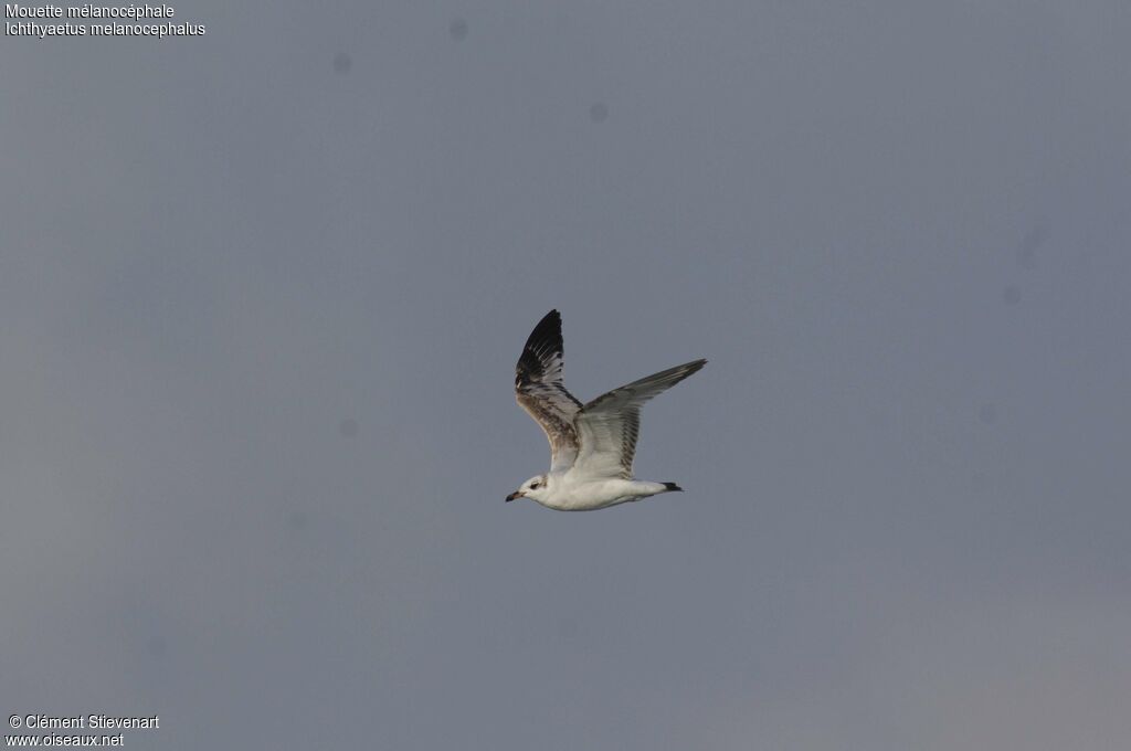 Mouette mélanocéphale