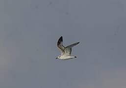 Mediterranean Gull