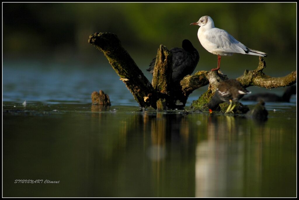 Mouette rieuse