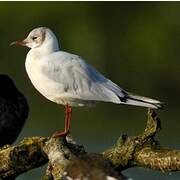 Mouette rieuse