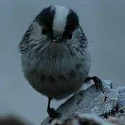 Long-tailed Tit