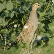 Grey Partridge