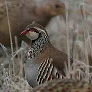 Red-legged Partridge