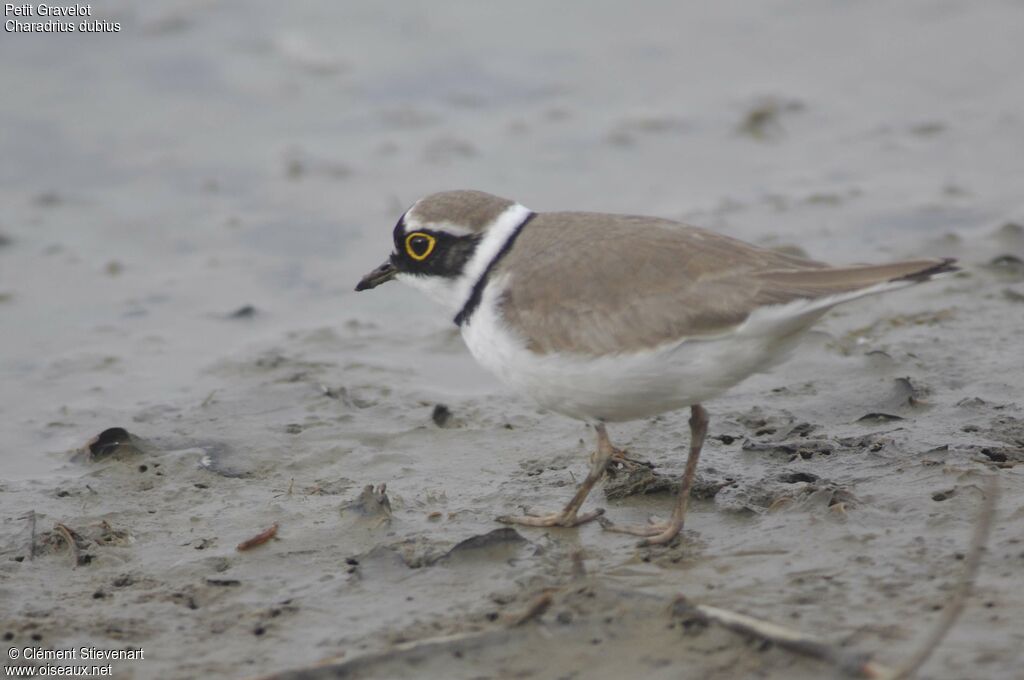 Little Ringed Plover