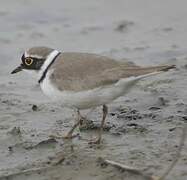 Little Ringed Plover