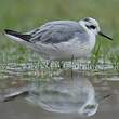 Phalarope à bec large