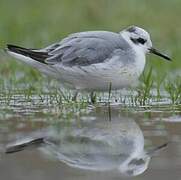 Red Phalarope