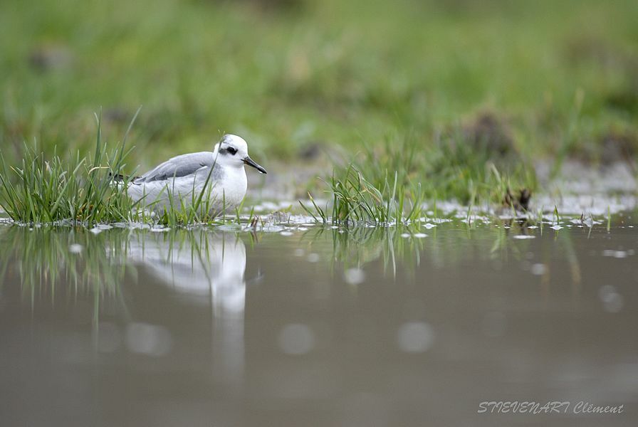 Red Phalarope