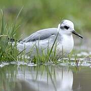 Phalarope à bec large