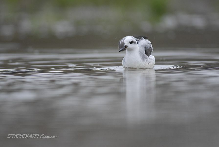 Phalarope à bec large