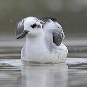 Red Phalarope