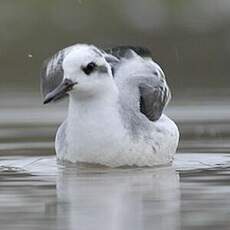 Phalarope à bec large