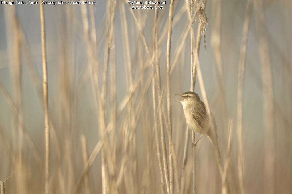 Sedge Warbler