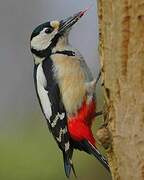 Great Spotted Woodpecker