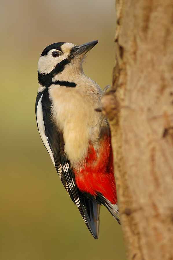 Great Spotted Woodpecker