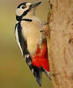 Great Spotted Woodpecker