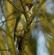 European Green Woodpecker